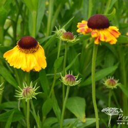 Helenium Goldfuchs