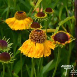 Helenium Goldfuchs