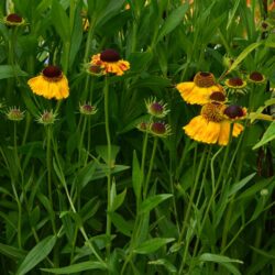 Helenium Goldfuchs