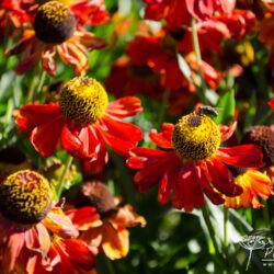 Helenium Kupferzwerg