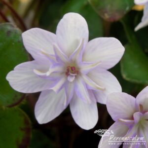 Hepatica nobilis var japonica Saichou