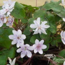 Hepatica nobilis var japonica Saichou