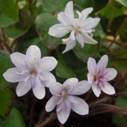 Hepatica nobilis var japonica Saichou