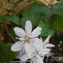 Hepatica nobilis var japonica Saichou