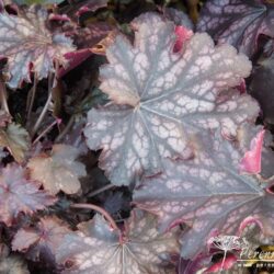 Heuchera Blackberry Jam