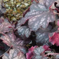 Heuchera Blackberry Jam