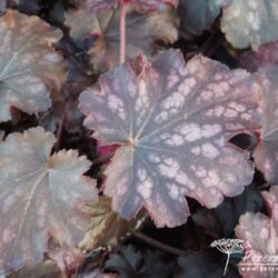 Heuchera Blackberry Jam