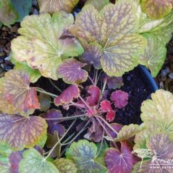 Heuchera Delta Dawn