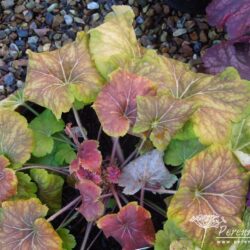 Heuchera Delta Dawn