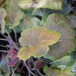 Heuchera Delta Dawn