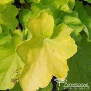 Heuchera Lime Marmelade