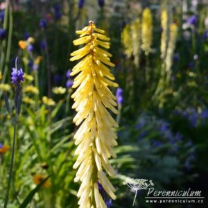 Kniphofia Brimstone