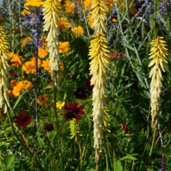 Kniphofia Brimstone