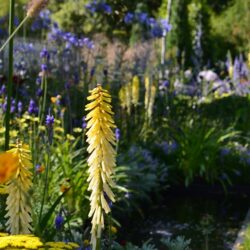 Kniphofia Brimstone