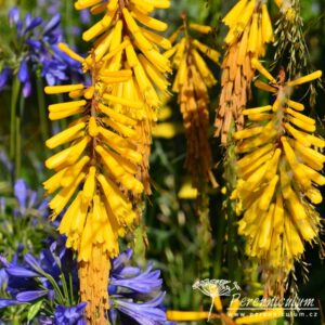 Kniphofia Yellow Hammer