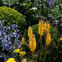 Kniphofia Yellow Hammer