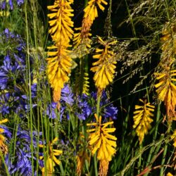 Kniphofia Yellow Hammer