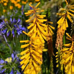 Kniphofia Yellow Hammer