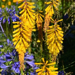 Kniphofia Yellow Hammer