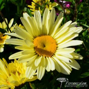 Leucanthemum x superbum Banana Cream