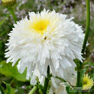 Leucanthemum x superbum Fiona Coghill