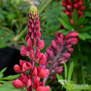 Lupinus Rote Flamme