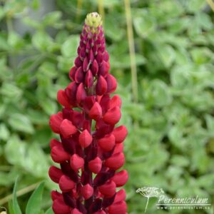 Lupinus The Page
