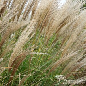 Miscanthus sinensis Malepartus