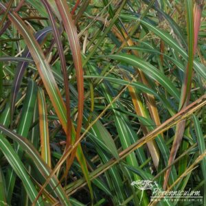 Miscanthus sinensis Roland