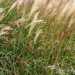 Miscanthus sinensis Undine