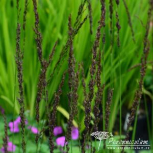 Molinia caerulea Strahlenquelle