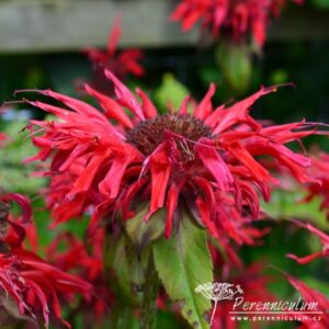 Monarda Gardenview Scarlet