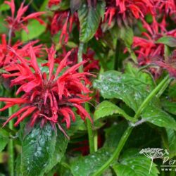 Monarda Gardenview Scarlet