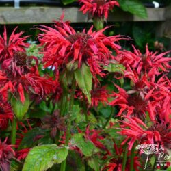 Monarda Gardenview Scarlet
