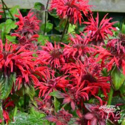Monarda Gardenview Scarlet