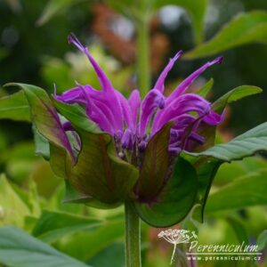 Monarda Marshall's Delight