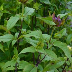 Monarda Marshall's Delight