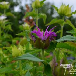 Monarda Marshall's Delight