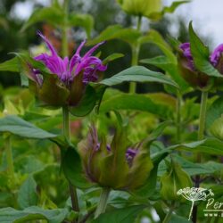 Monarda Marshall's Delight