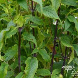 Monarda Marshall's Delight