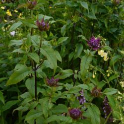 Monarda Marshall's Delight