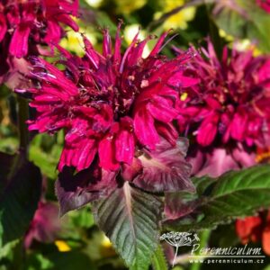 Monarda didyma Fireball