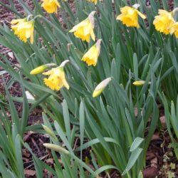 Narcissus Rijnveld's Early Sensation