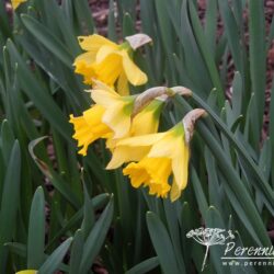 Narcissus Rijnveld's Early Sensation