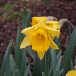Narcissus Rijnveld's Early Sensation
