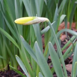Narcissus Rijnveld's Early Sensation