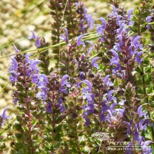 Salvia nemorosa Blauhügel