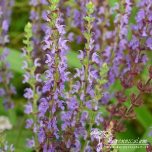 Salvia nemorosa Ostfriesland