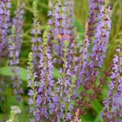 Salvia nemorosa Ostfriesland