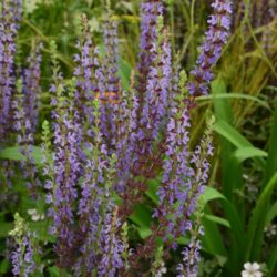 Salvia nemorosa Ostfriesland